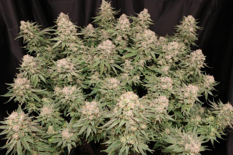 Panama Red. Week 13