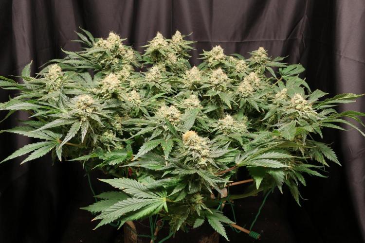 Zamnesia Thai. Week 13
