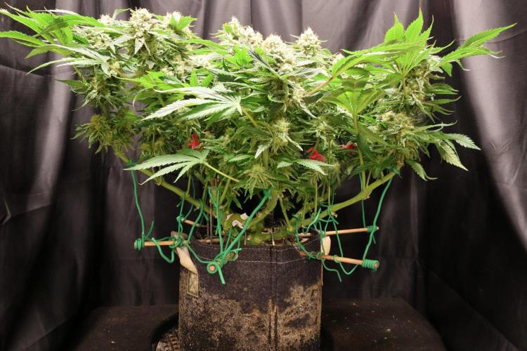 Zamnesia Thai. Week 13