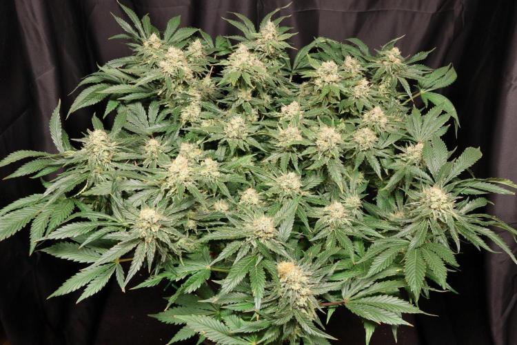 Zamnesia Thai. Week 13