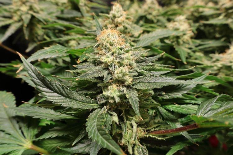 Zamnesia Thai. Week 13