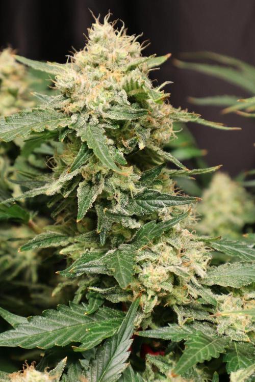Zamnesia Thai. Week 13