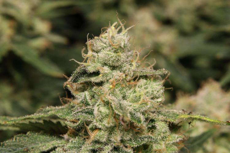 Zamnesia Thai. Week 13