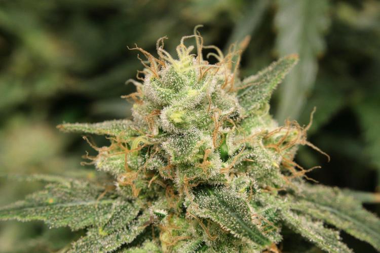 Zamnesia Thai. Week 13