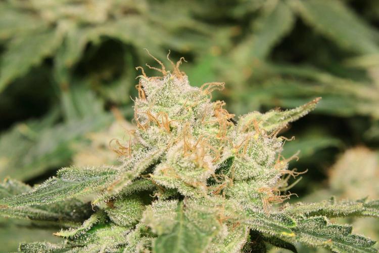 Zamnesia Thai. Week 13