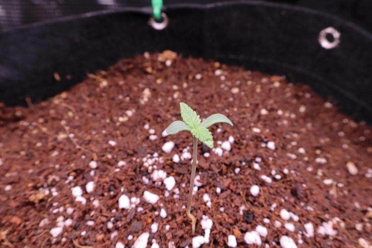 Durban Poison. Week 0