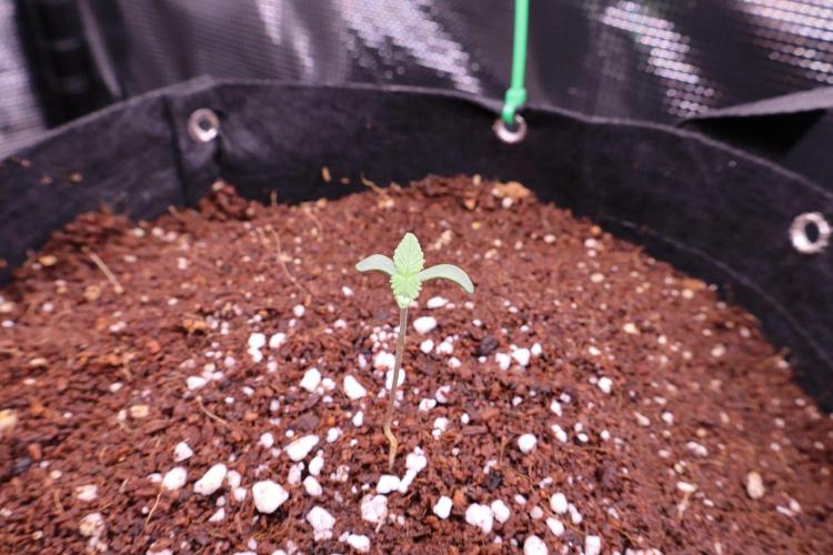 Durban Poison. Week 0