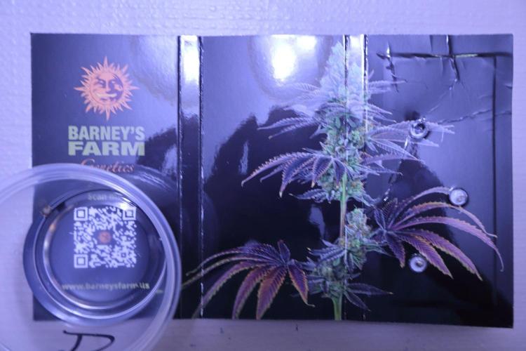 Durban Poison. Week 0