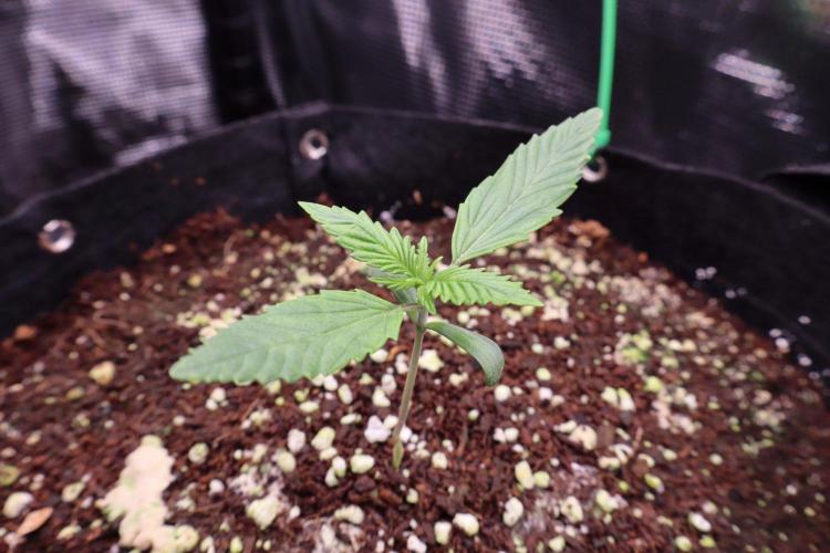 Durban Poison. Week 1