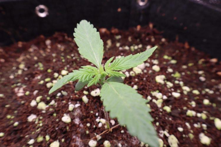 BF AK-47. Week 1