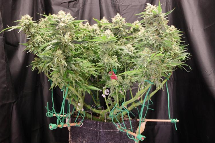 Zamnesia Thai. Week 14