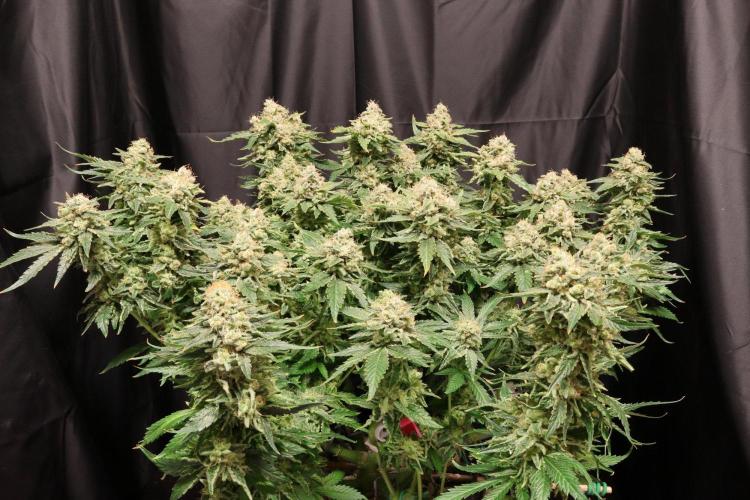 Zamnesia Thai. Week 14