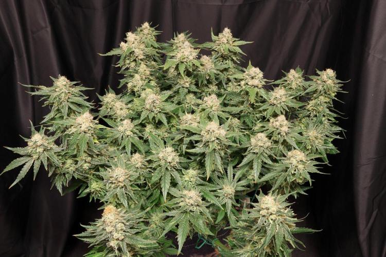 Zamnesia Thai. Week 14