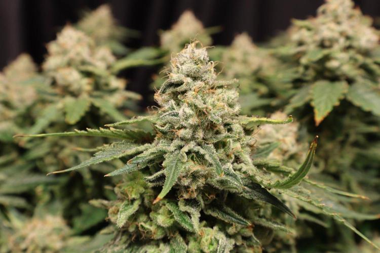 Zamnesia Thai. Week 14