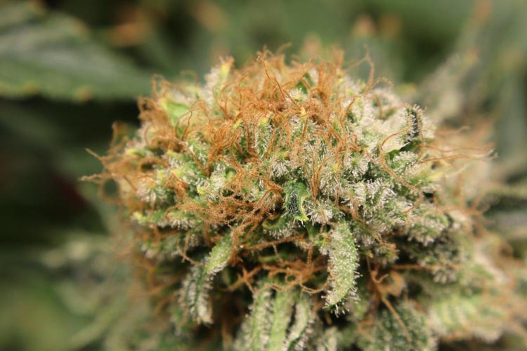 Zamnesia Thai. Week 14
