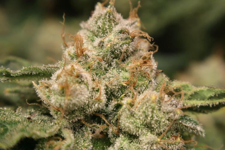 Zamnesia Thai. Week 14