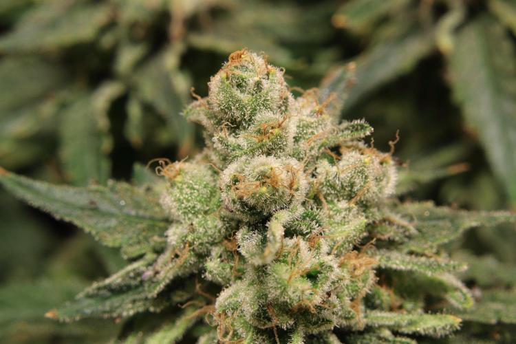 Zamnesia Thai. Week 14