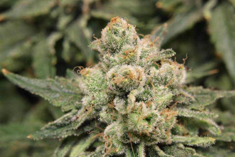 Zamnesia Thai. Week 14