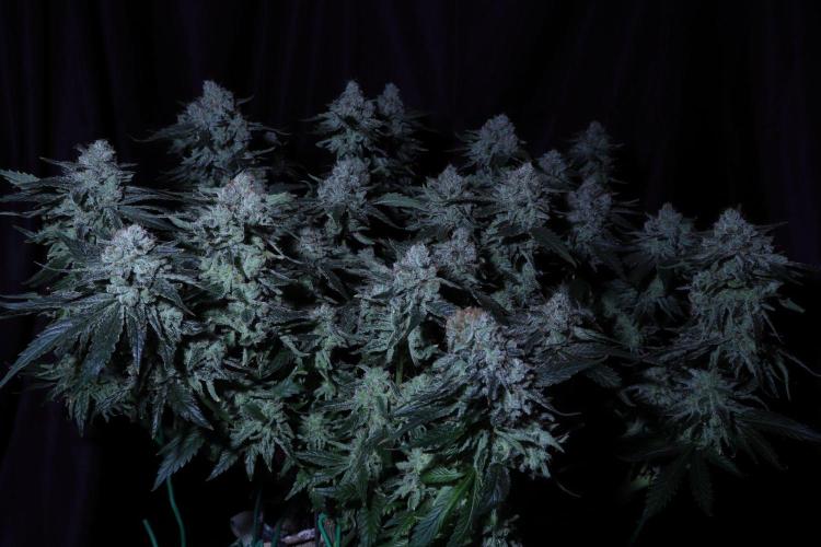 Zamnesia Thai. Week 14