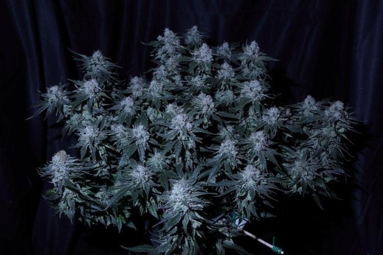 Grow Tent S336 36x36x72. Week 14