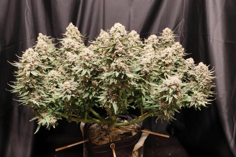 Panama Red. Week 14