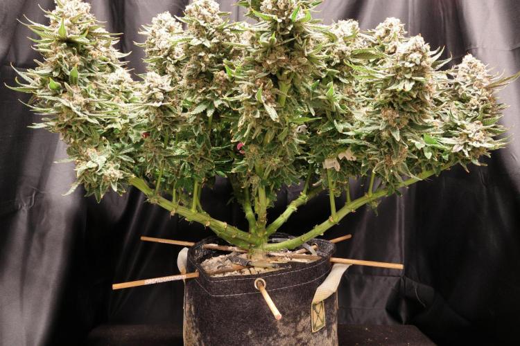 Panama Red. Week 14
