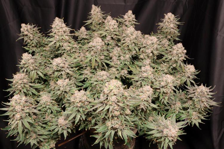 Panama Red. Week 14