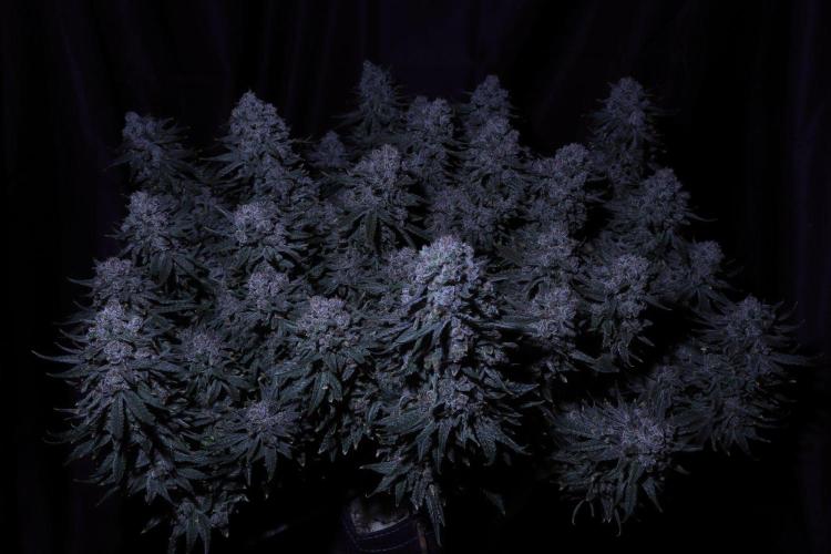 Panama Red. Week 14