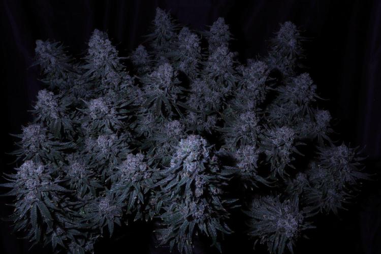 Panama Red. Week 14