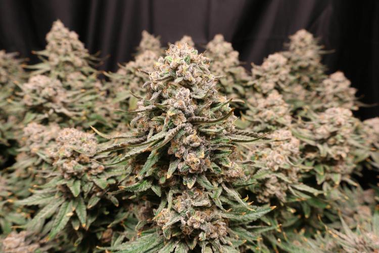 Panama Red. Week 14