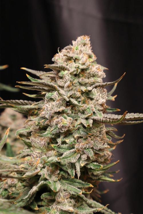 Panama Red. Week 14