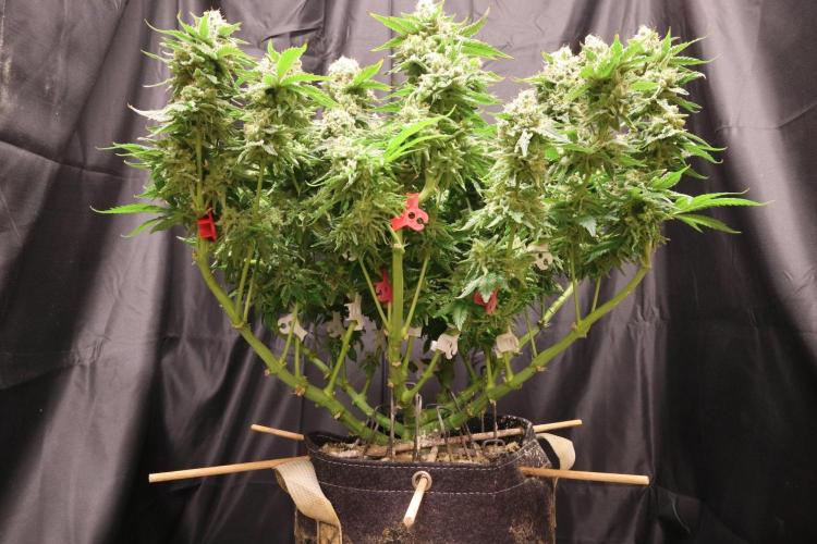 Zamnesia Thai. Week 15