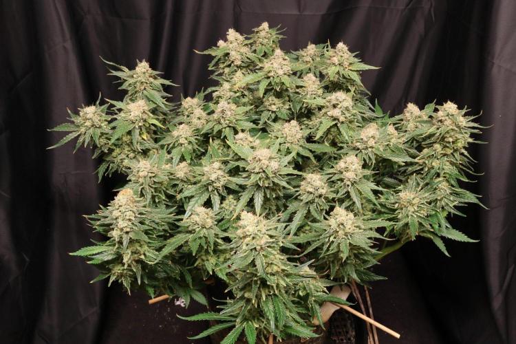 Zamnesia Thai. Week 15