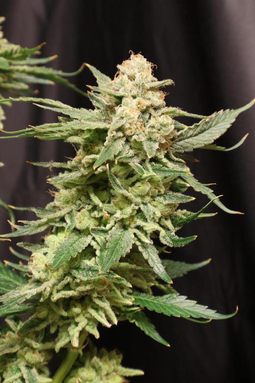 Zamnesia Thai. Week 15