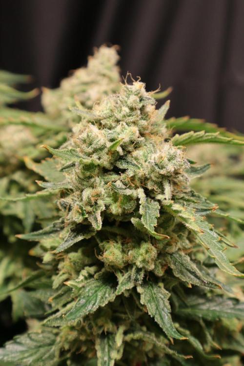 Zamnesia Thai. Week 15