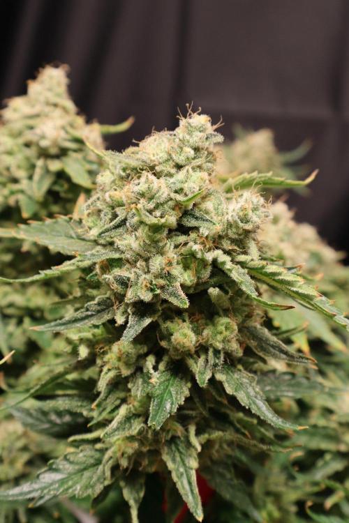 Zamnesia Thai. Week 15
