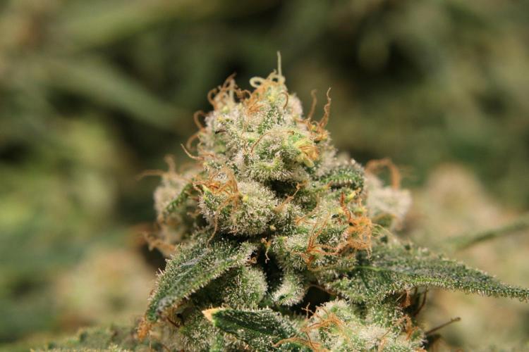 Zamnesia Thai. Week 15
