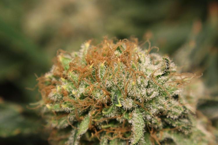 Zamnesia Thai. Week 15