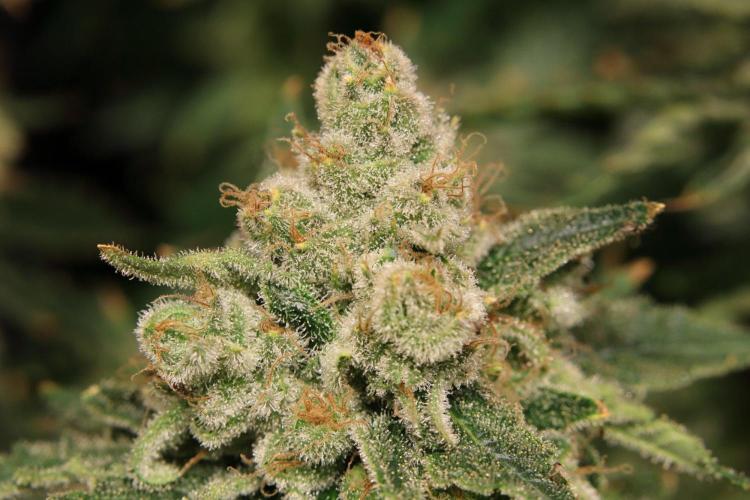 Zamnesia Thai. Week 15