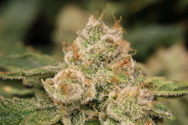 Zamnesia Thai. Week 15