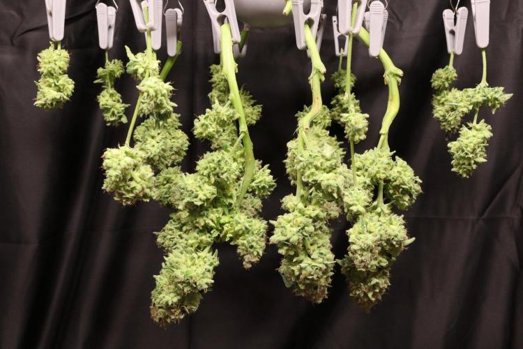 Zamnesia Thai. Week 16