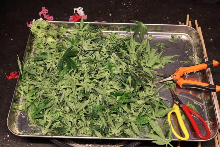 Zamnesia Thai. Week 16