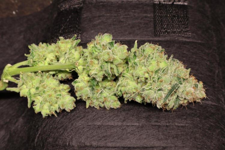 Zamnesia Thai. Week 16