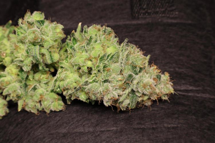 Zamnesia Thai. Week 16
