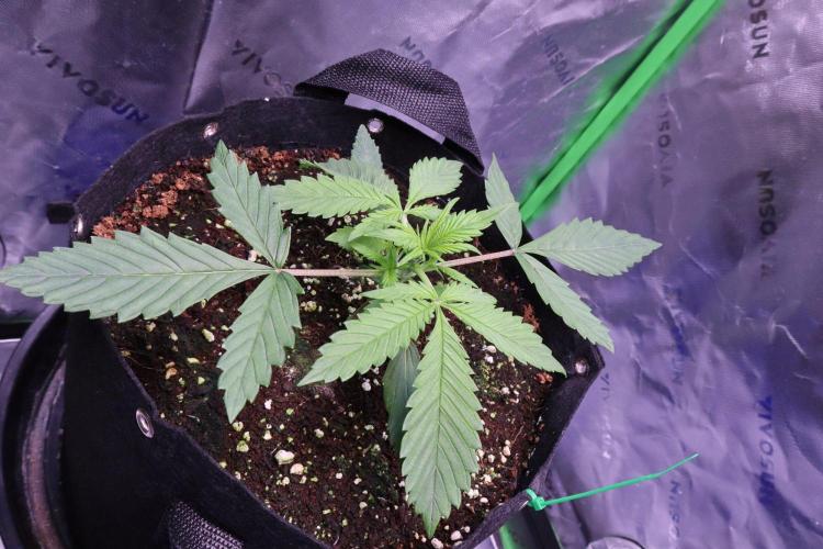 Durban Poison. Week 2