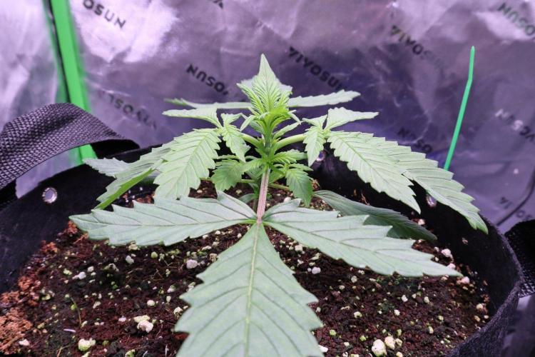Durban Poison - F1 HYBRID. Week 2
