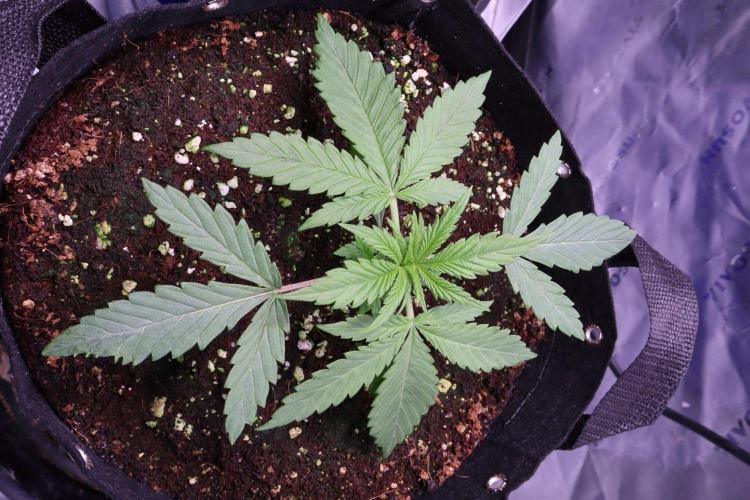 BF AK-47. Week 2