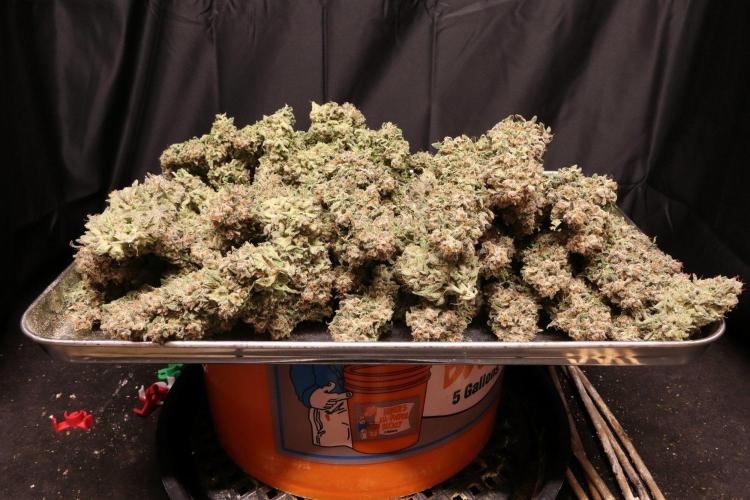 Panama Red. Week 15