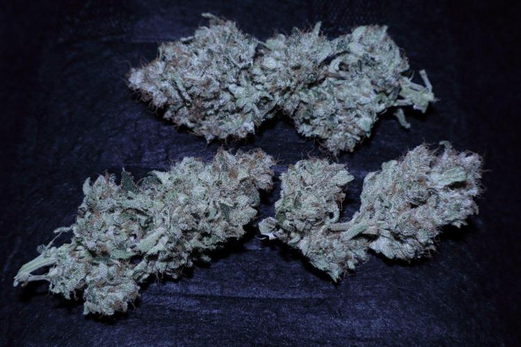 Zamnesia Thai. Week 16