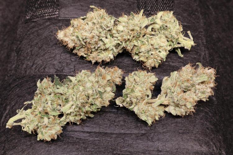 Zamnesia Thai. Week 16